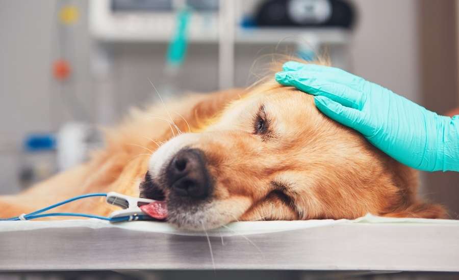 small animal anaesthesia Archives - Vet Education