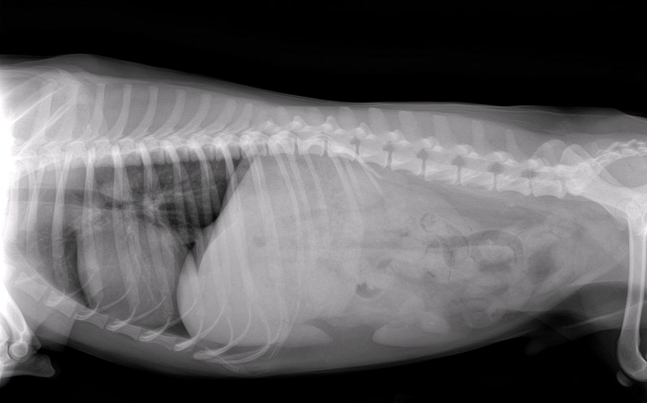 Lateral radiograph of a dog with acute pancreatitis. Note the loss of serosal detail in the anterior abdomen. It is important to note that this finding is not specific for acute pancreatitis.
