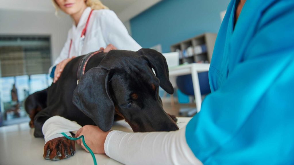5 Things You Need To Know About Wound Management in Small Animal Practice -  Vet Education