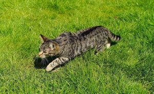 Responsible cat ownership to reduce cat impacts on wildlife