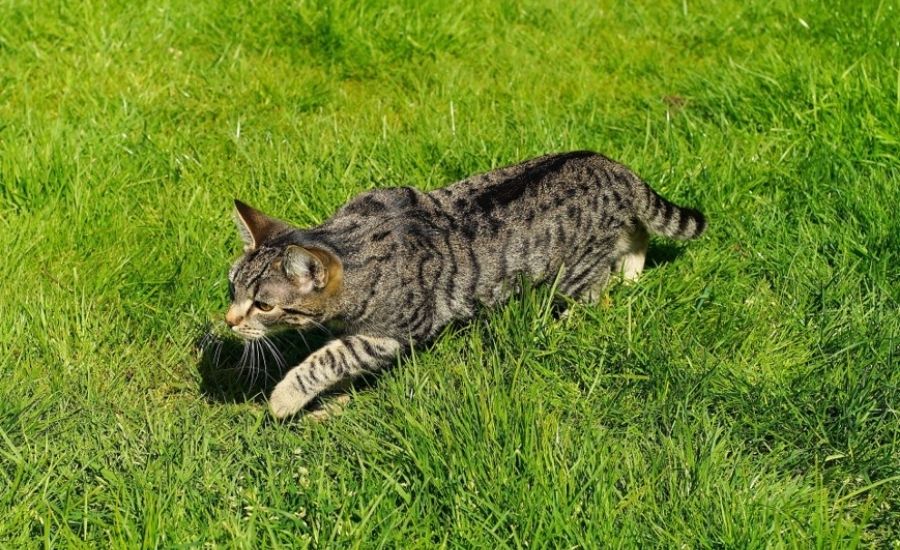 Responsible cat ownership to reduce cat impacts on wildlife