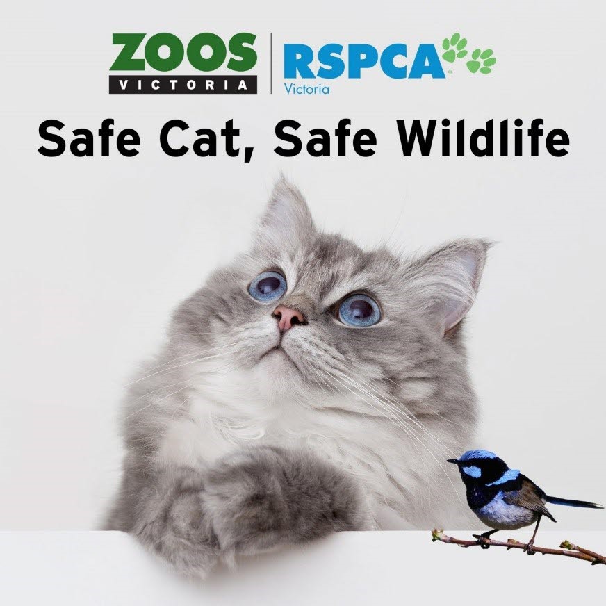 safe cat safe wildlife