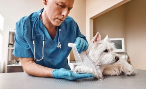 Trauma in the Small Animal Patient Vet Education 2022