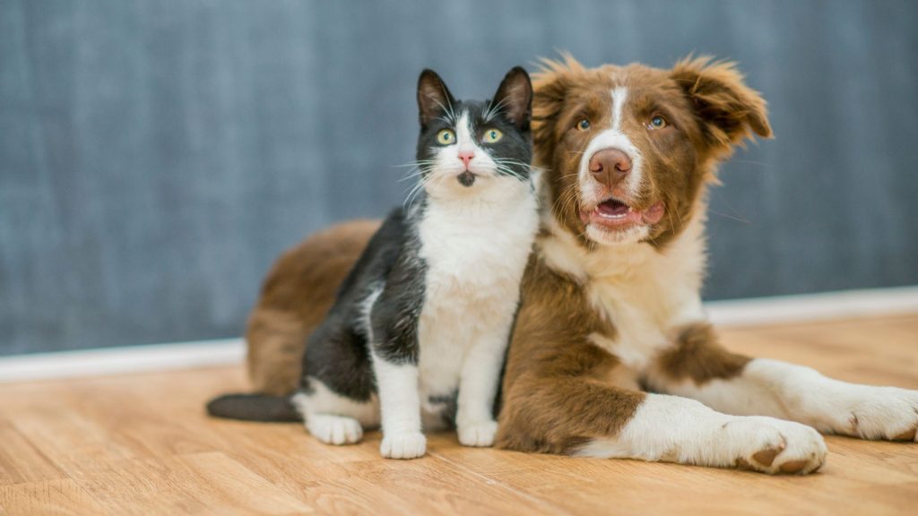 Top Anaesthetic Differences between Cats and Dogs – Blog Feature