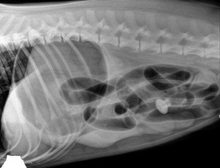The-Labrador-and-the-Corn-Cob-Intestinal-Surgery